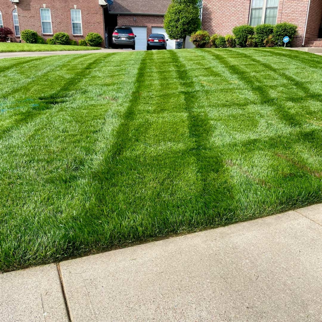 Complete Lawn Services Overseeding